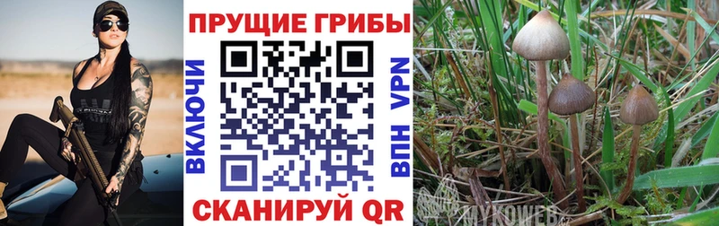 нарко площадка как зайти  Черногорск  Галлюциногенные грибы Cubensis 